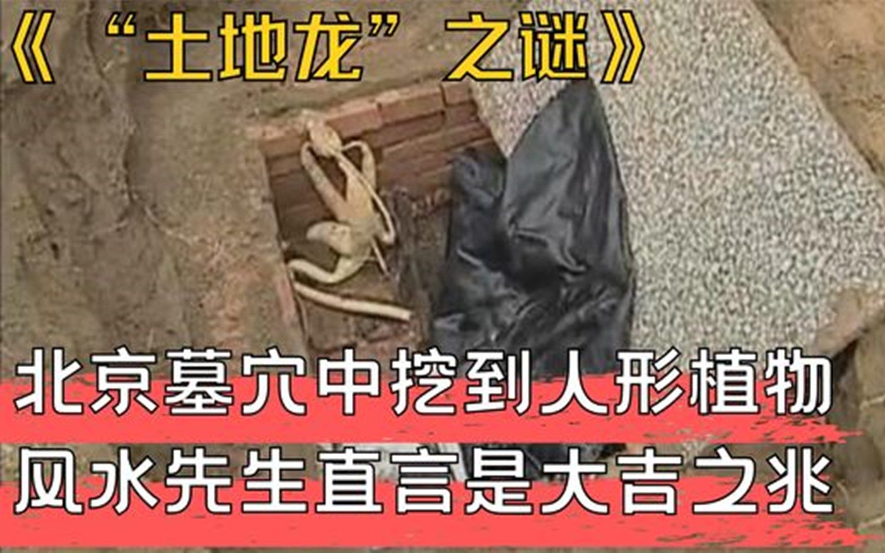 [图]北京墓穴中挖到人形植物，风水先生直言是大吉之兆，专家大吃一惊