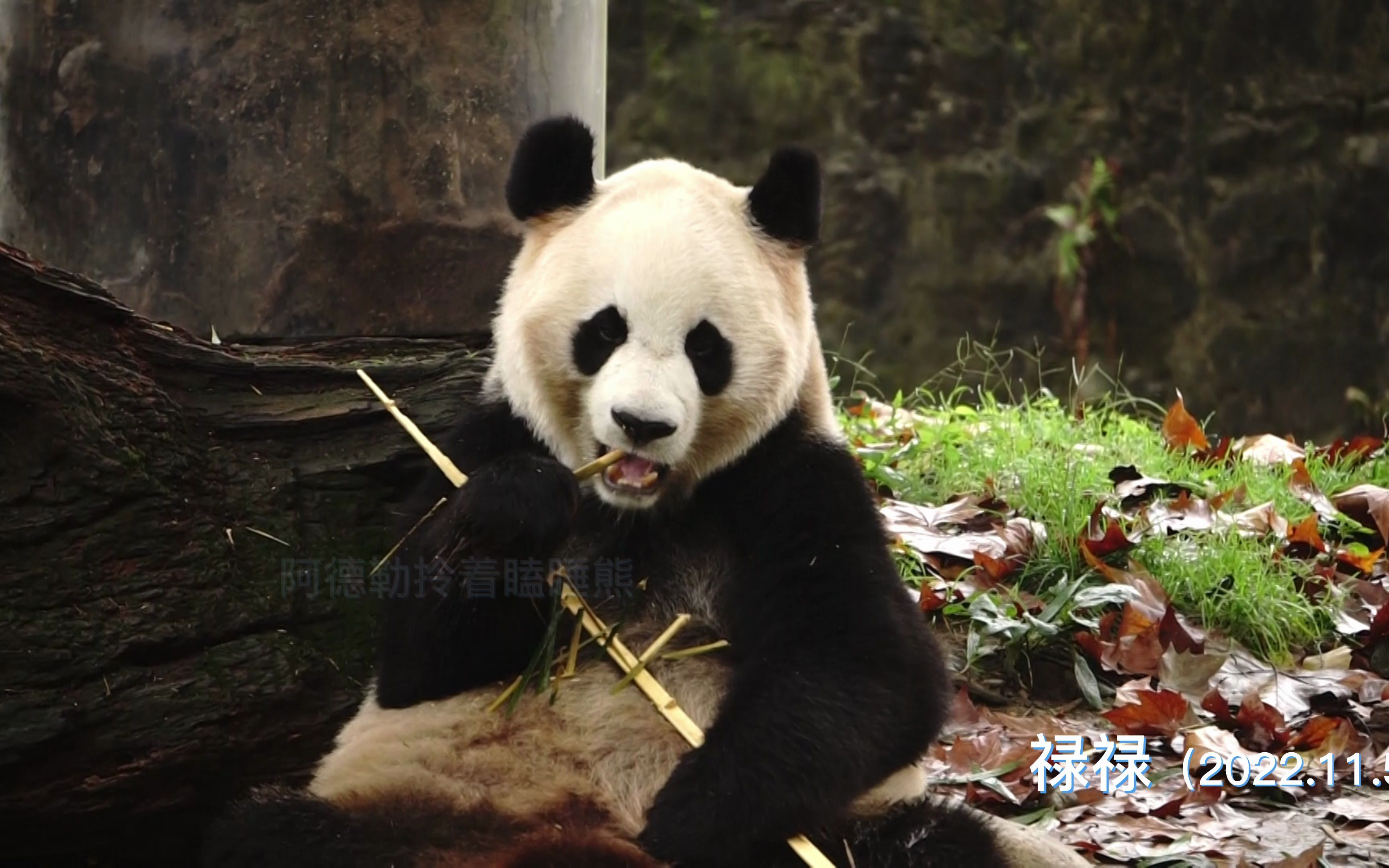 【大熊猫禄禄】宝贝吃饭坐的好端正