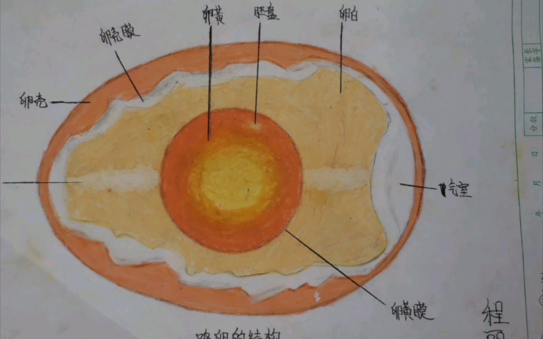 鸡胚结构图片
