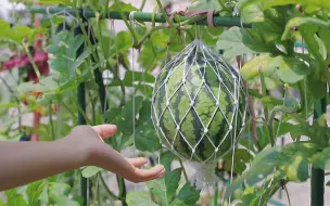 Скачать видео: 分享盆栽种植西瓜全过程，2个月吃到了自己种的西瓜，第一次种瓜就成功了！