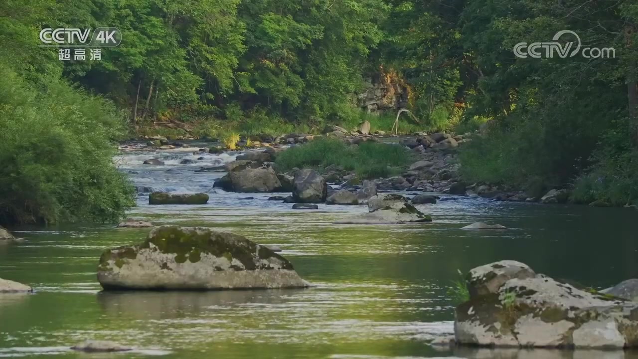 [图]头道白河的生命交响曲 ！由于生态环境优良和食物丰富 吸引了众多鸟类前来安家 《美丽中国自然》长白山系列【CCTV纪录】