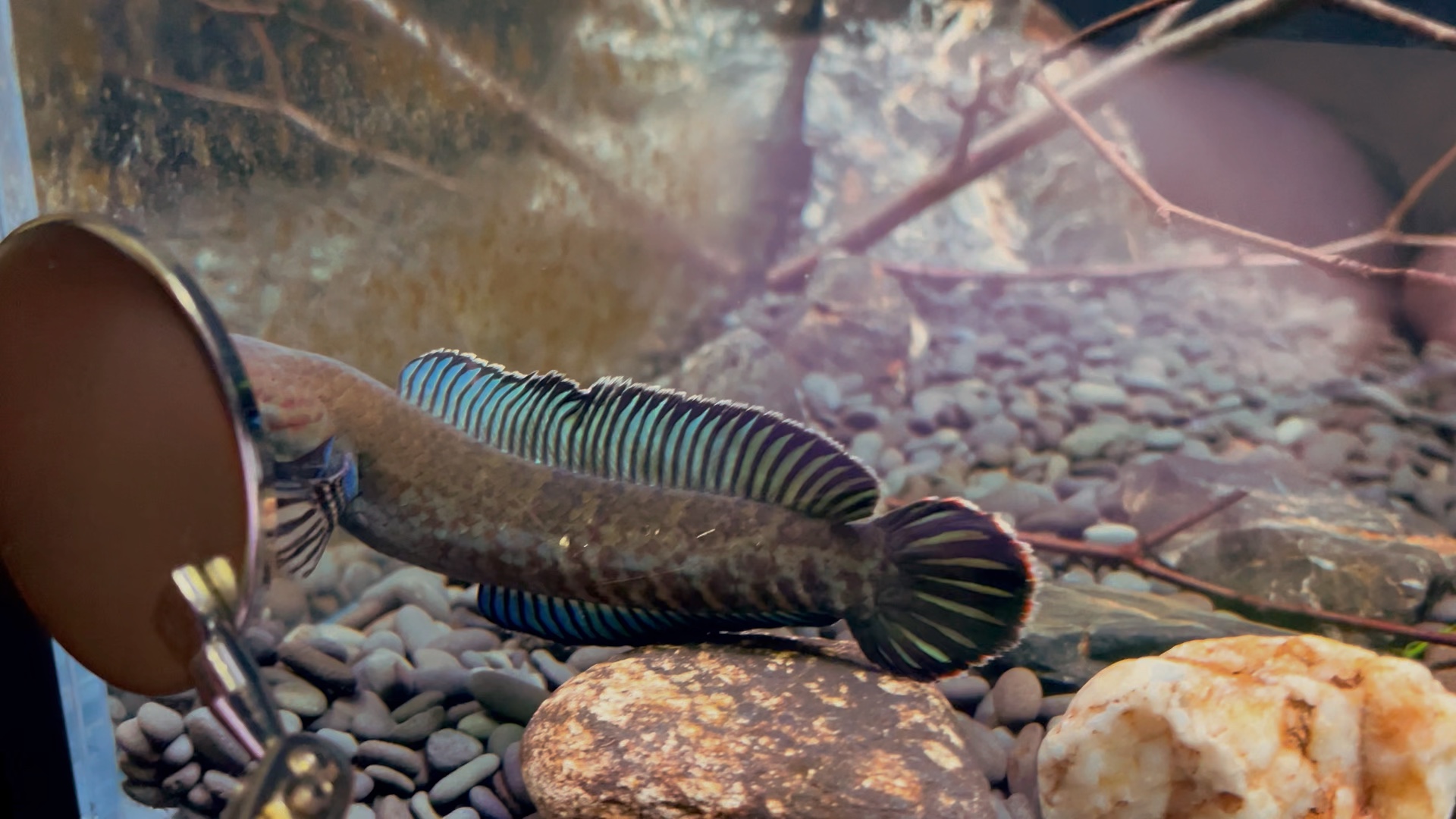阿沙姆雷龙 奶茶雷龙鱼 雷龙鱼