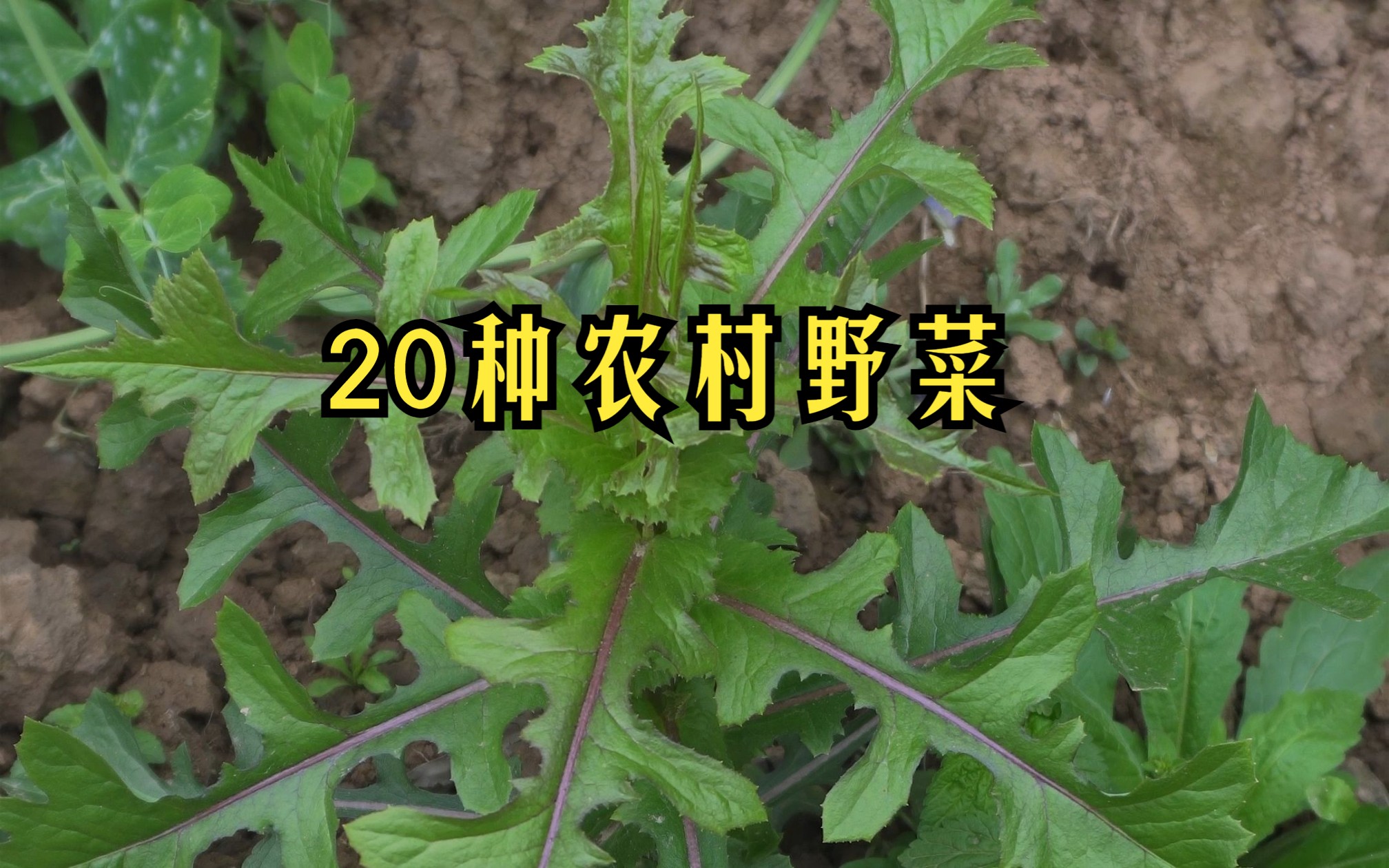 二十种农村常见野菜,最后两种在不确定归属情况下勿乱食用哔哩哔哩bilibili