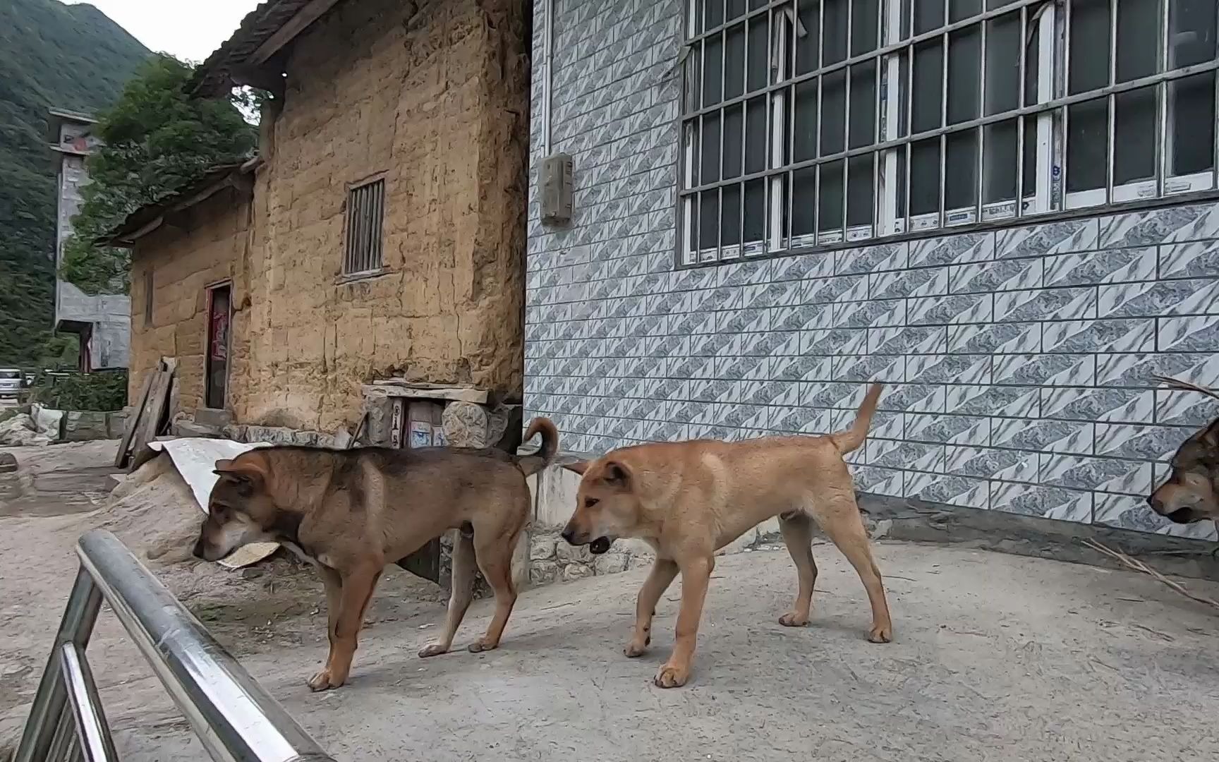 一个农户家养殖四只土狗看家护院,我一靠近就汪汪地朝我叫喊不停