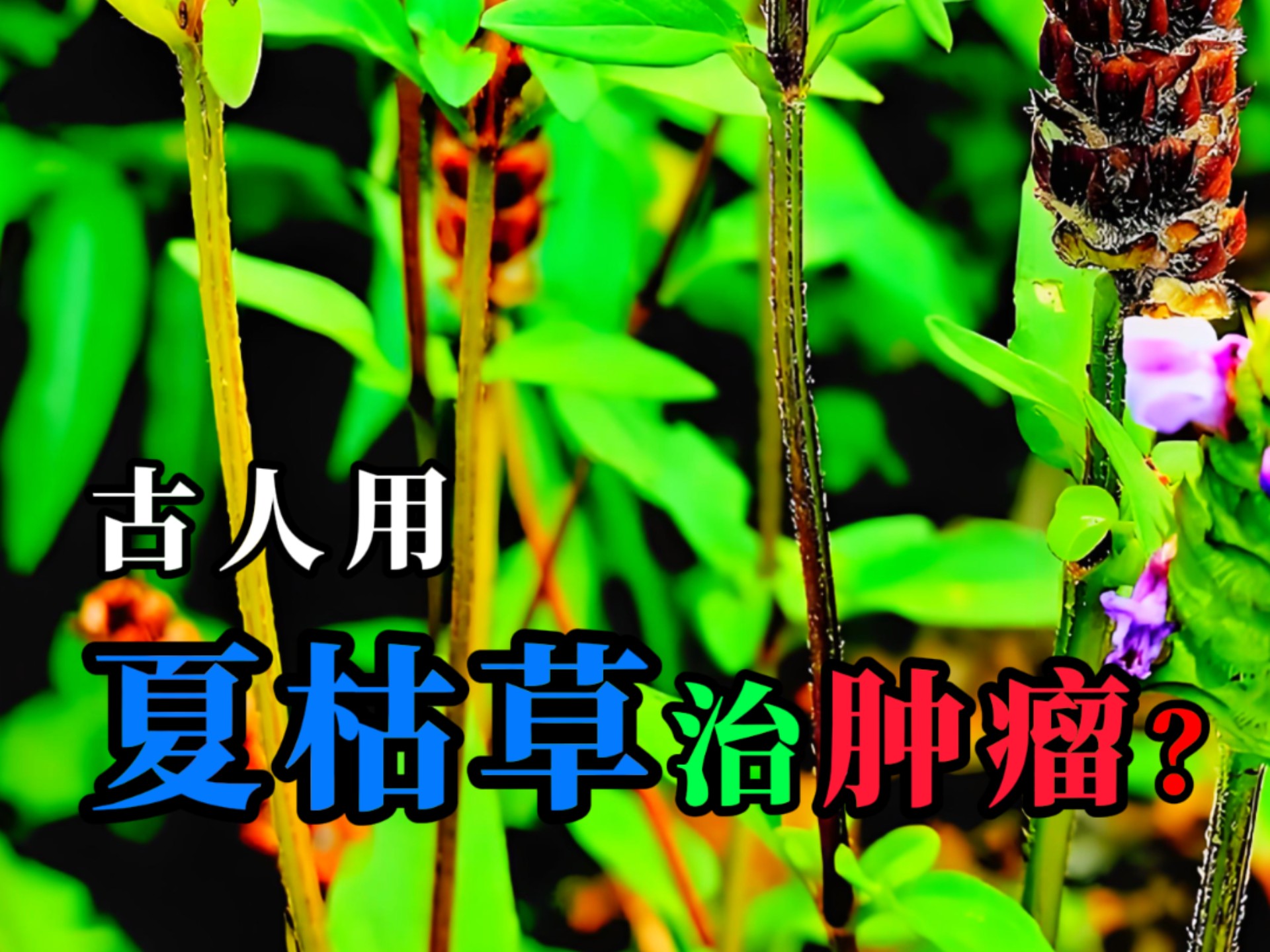 夏枯草,古人用来治疗瘿瘤结节瘰疬肿瘤的草药