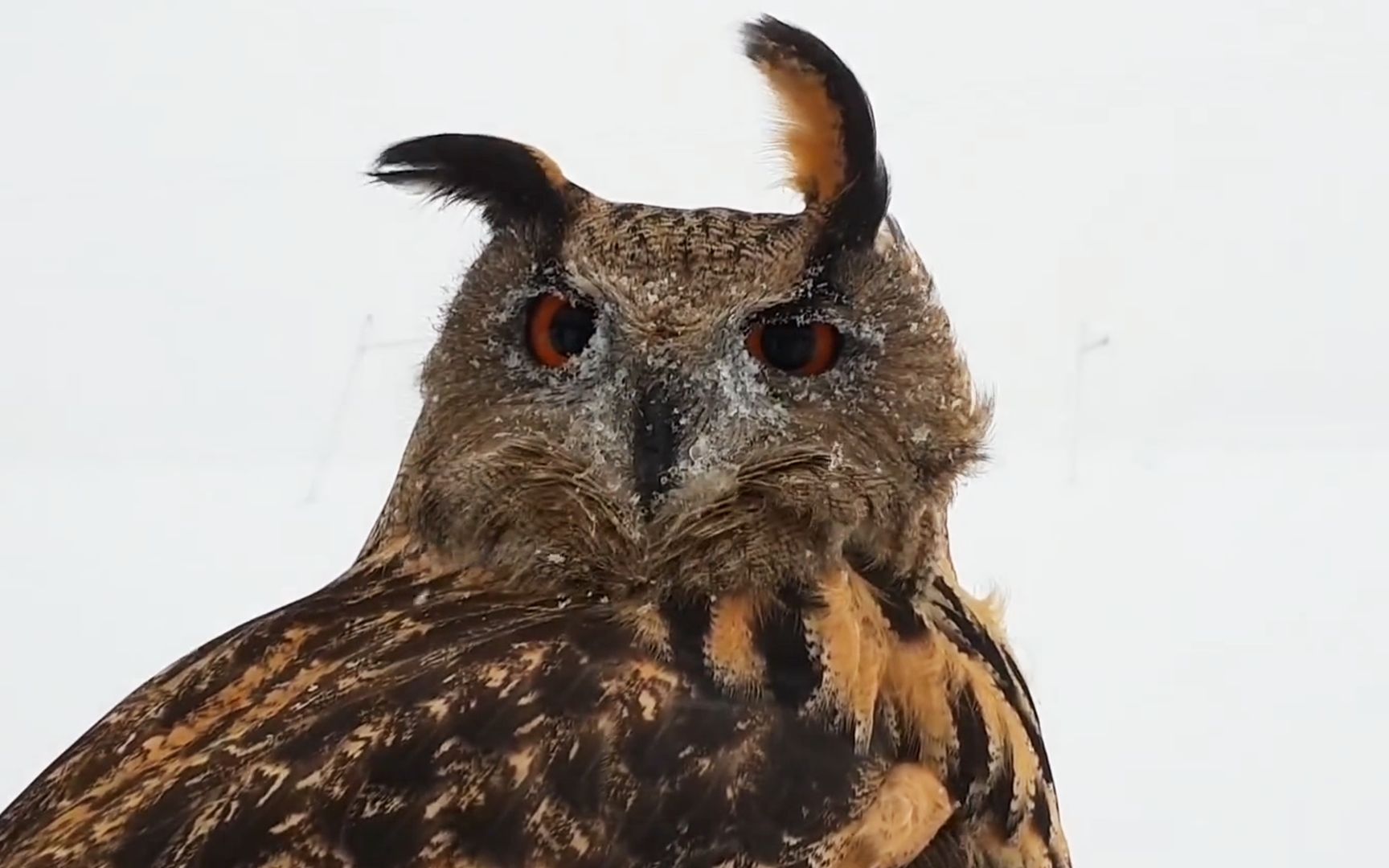 活动作品猫头鹰俄罗斯的大风吹乱了我的耳羽