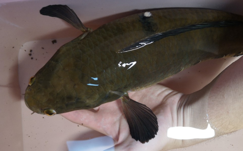 黄魔神雷龙搬新家