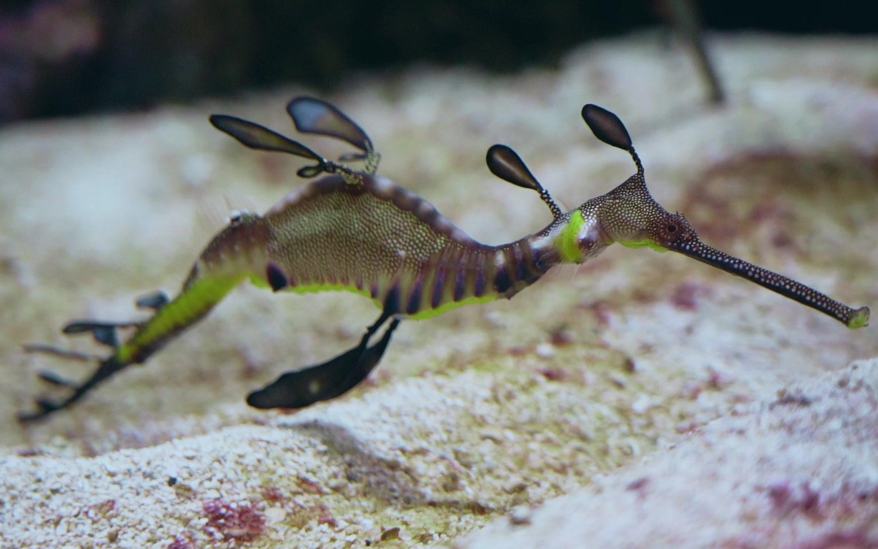 芝加哥谢德水族馆chicagosheddaquariumbysonya7m3