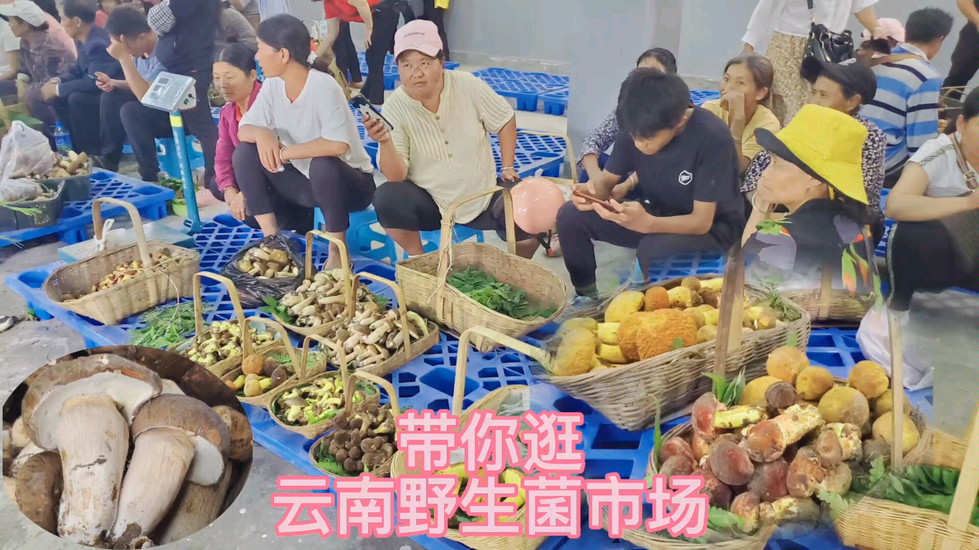 带你逛云南野生菌市场,这场面太热闹了,视频里配了毒菌子鉴别图哔哩哔哩bilibili