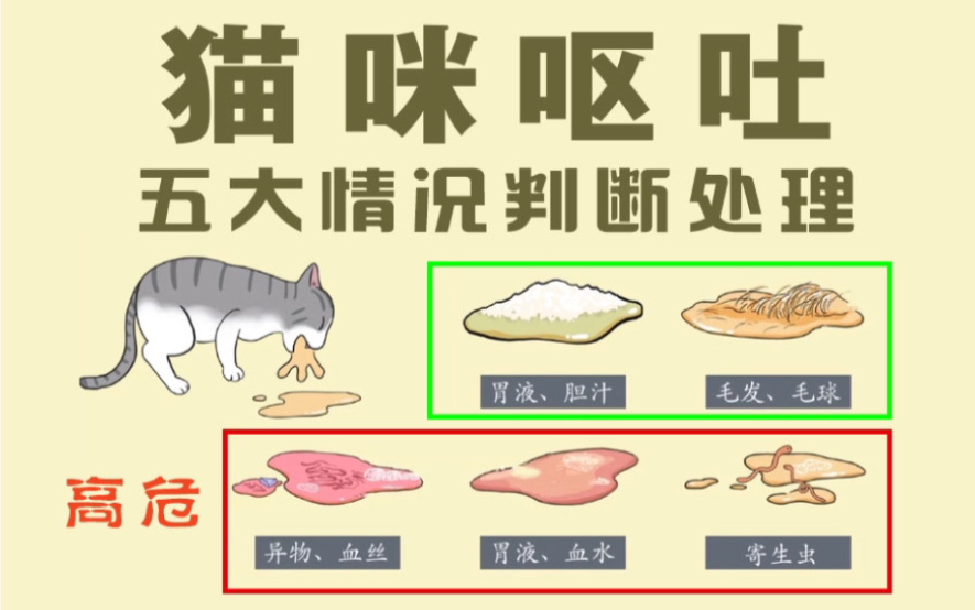 猫咪呕吐五大情况判断处理,不重视后果很严重哔哩哔哩bilibili