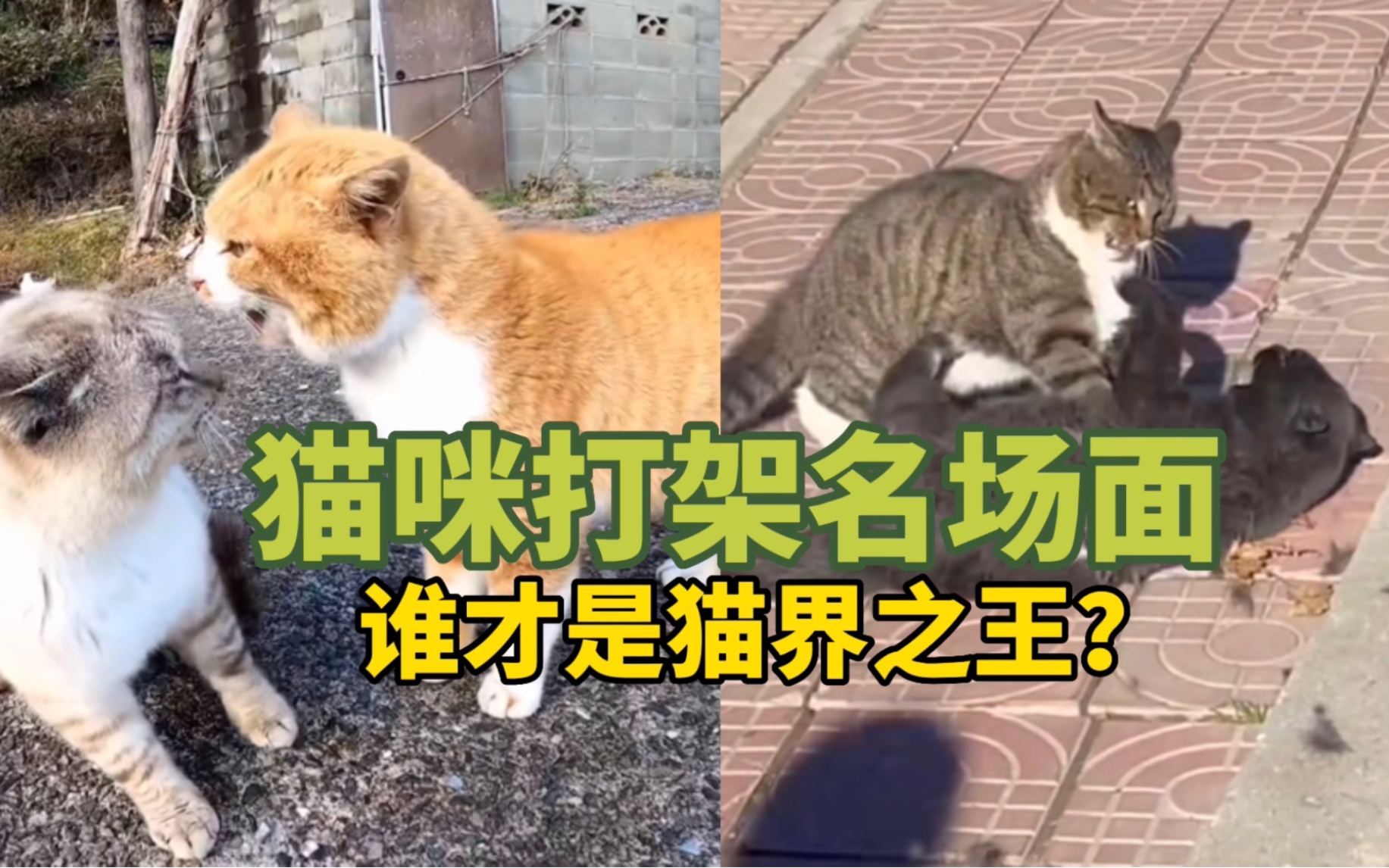 《猫咪打架名场面》谁才是猫界之王?哔哩哔哩bilibili