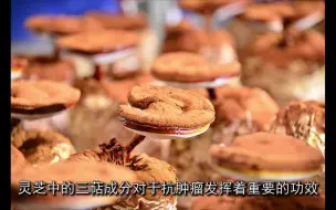 Download Video: 灵芝孢子粉的功效与作用及禁忌,灵芝孢子粉功效与作用及食用方法