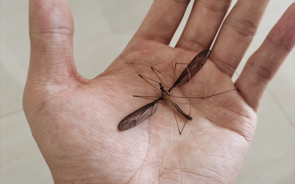 你的小可爱去世惹 南方大蚊子