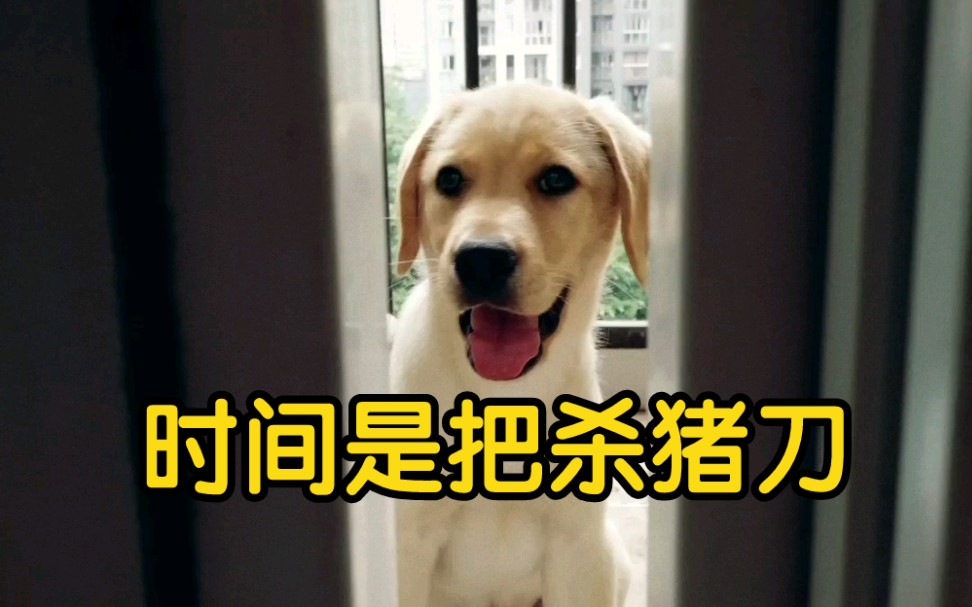 以前的我vs现在的我,时间是把杀猪刀_哔哩哔哩_bilibili