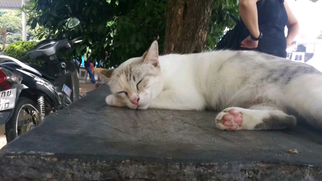 我之前在泰国普吉岛旅游碰到的一只猫有懂的人知道什么品种的吗