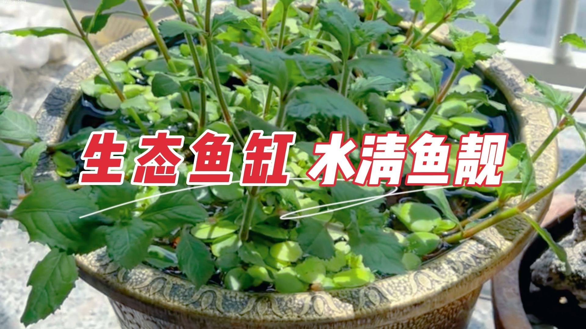 你们肯定猜不出来我这颗水草是什么，哈哈