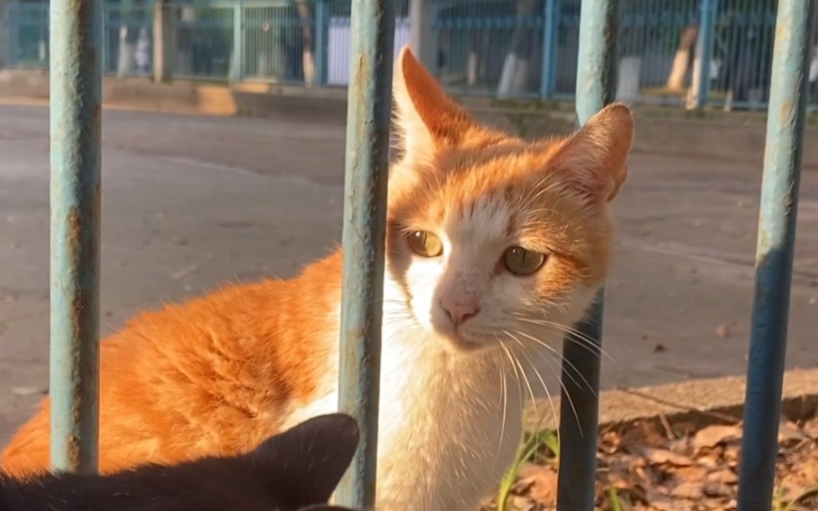 [图]厌倦人类的漂亮猫猫