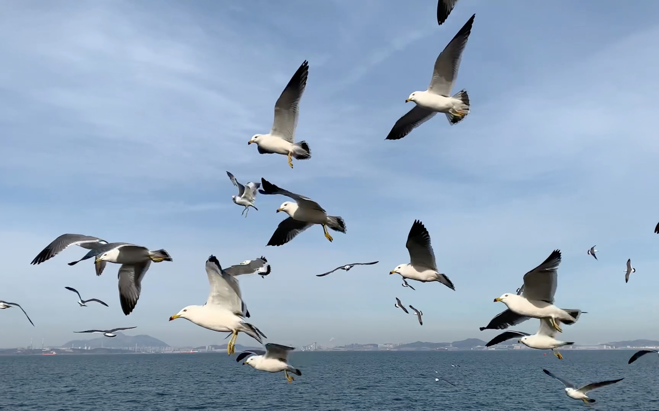 大连东港海鸥好肥!