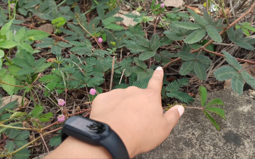 [图]含羞草 实拍路边一种神奇的植物含羞草，手一碰叶子瞬间合拢了