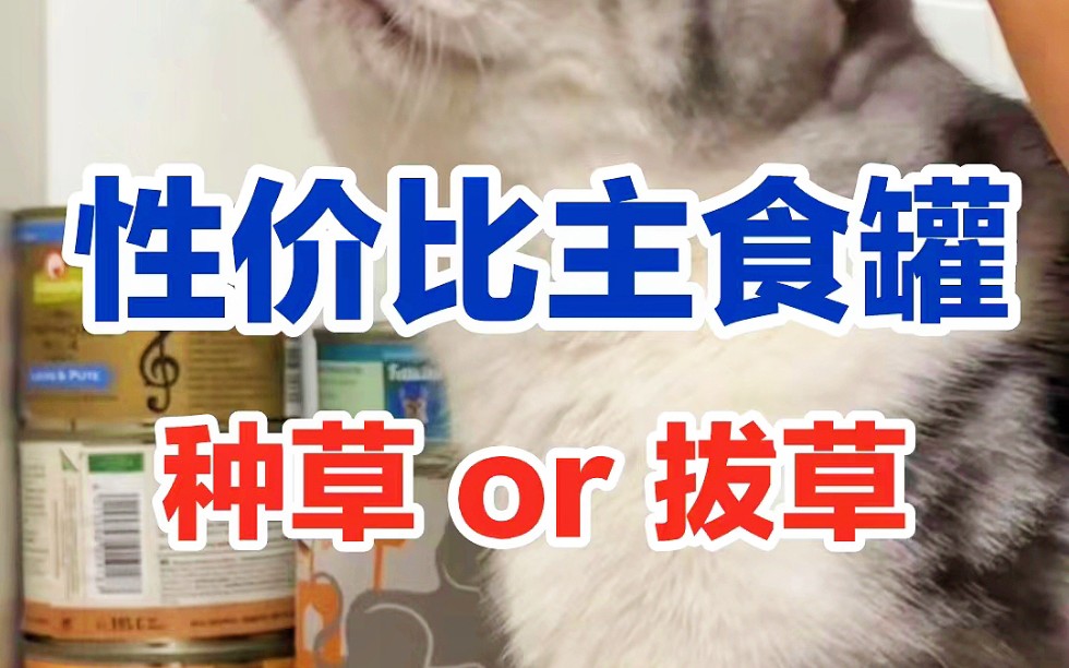 哪些猫罐头称得上真的性价比?哔哩哔哩bilibili