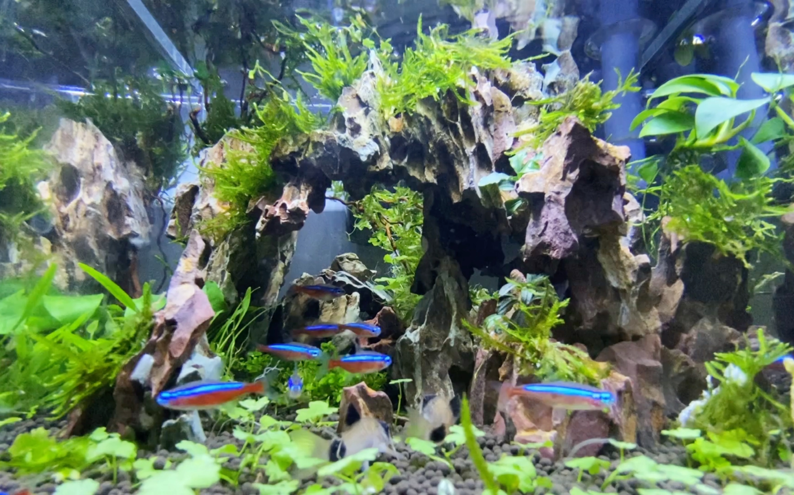 草缸翻掉家里的25方缸山谷风格草缸造景