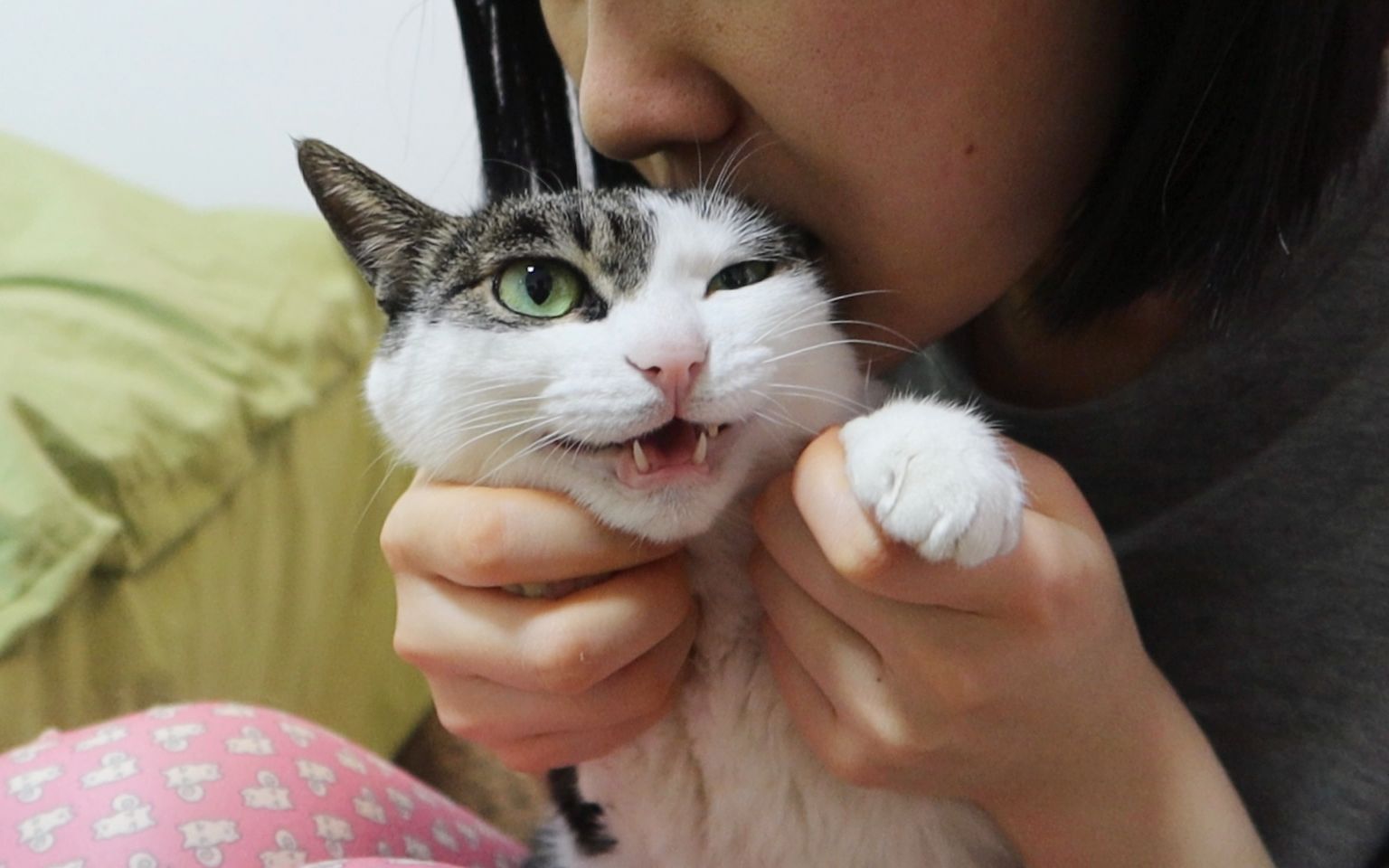 不要尝试咬猫耳朵,猫猫会变笨的!