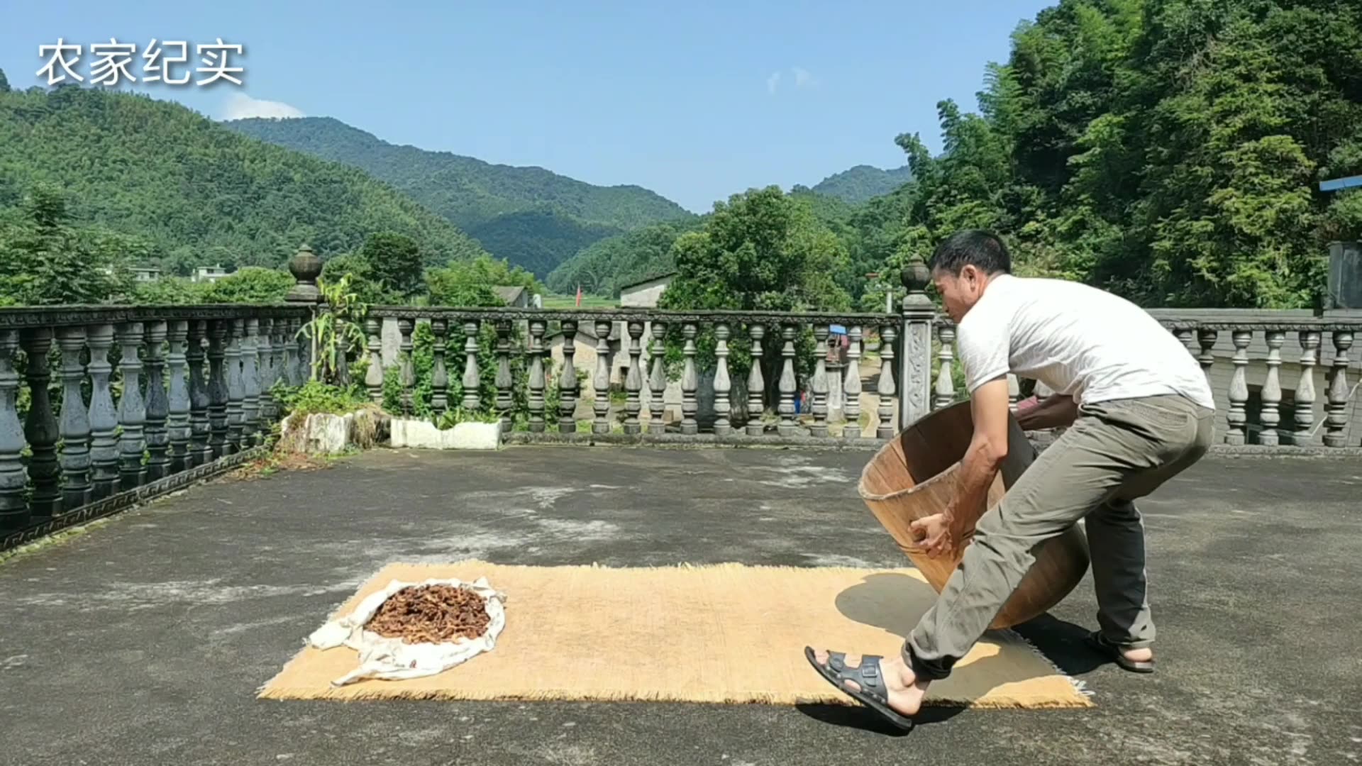 实拍野生黄精的炮制过程,九蒸九晒,工序复杂,成品香甜营养好哔哩哔哩bilibili