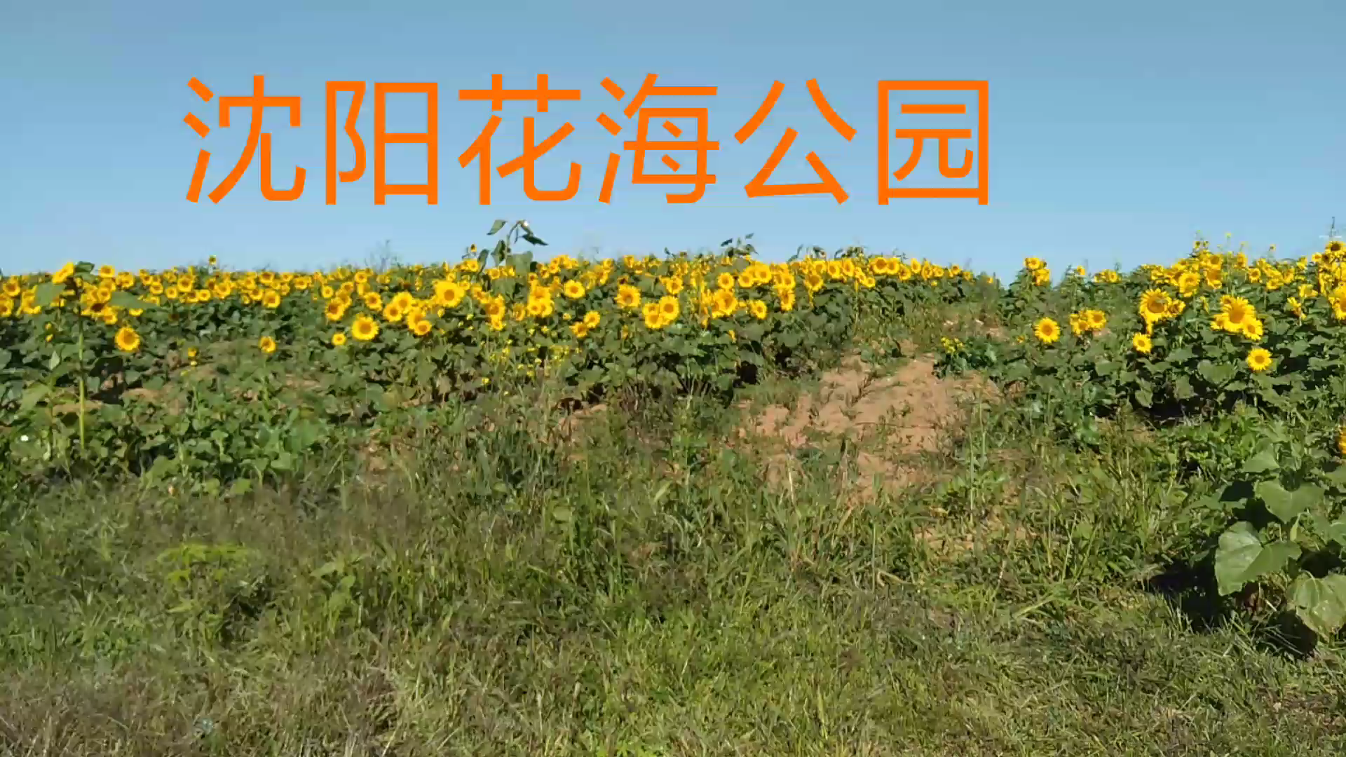 沈阳花海公园哔哩哔哩bilibili