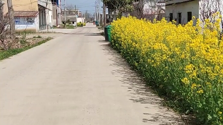 [图]油菜花的春天