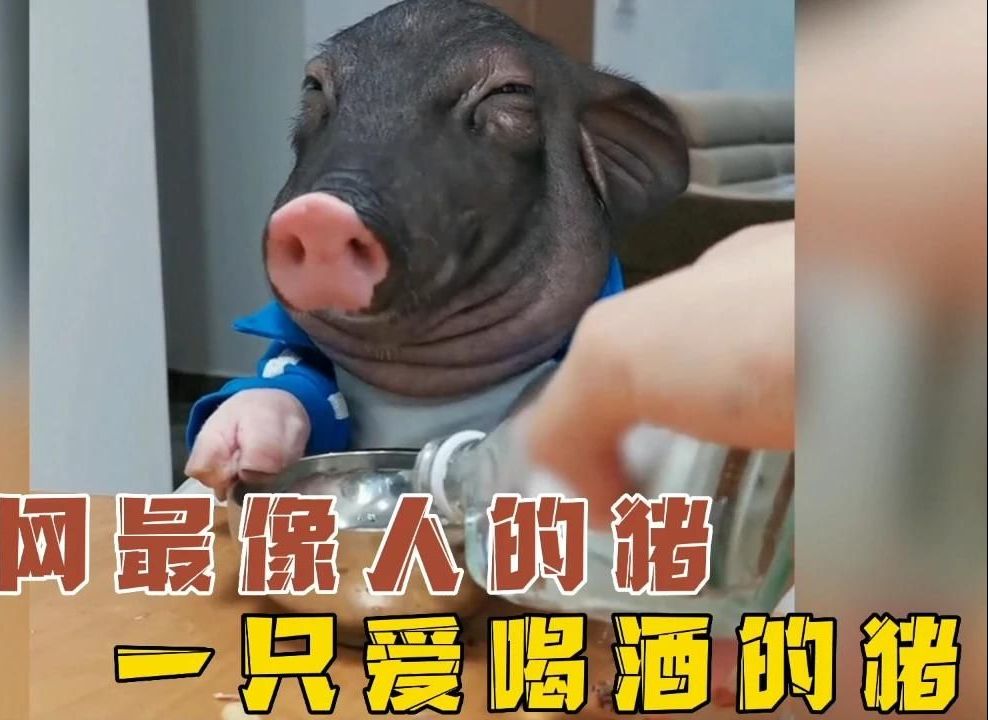 全网最像人的猪,也是一只爱喝酒的猪!