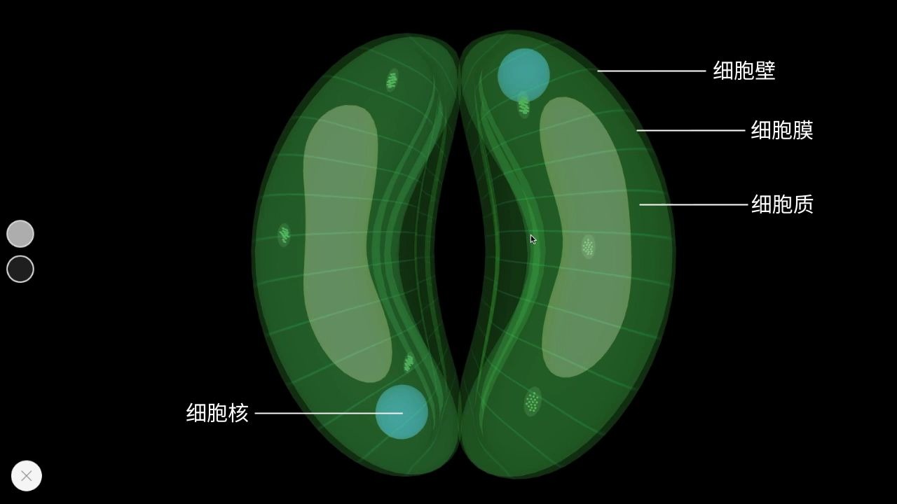 【生物】保卫细胞哔哩哔哩bilibili