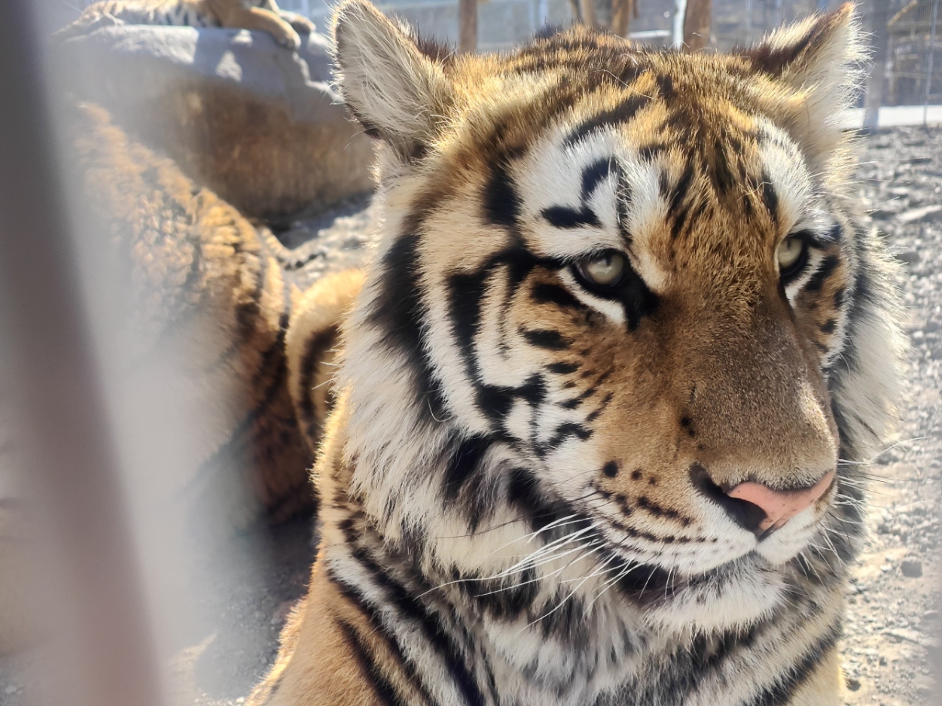 一只老虎居然长的眉清目秀,眼神里还透着一股清澈,旁边小朋友说它长的