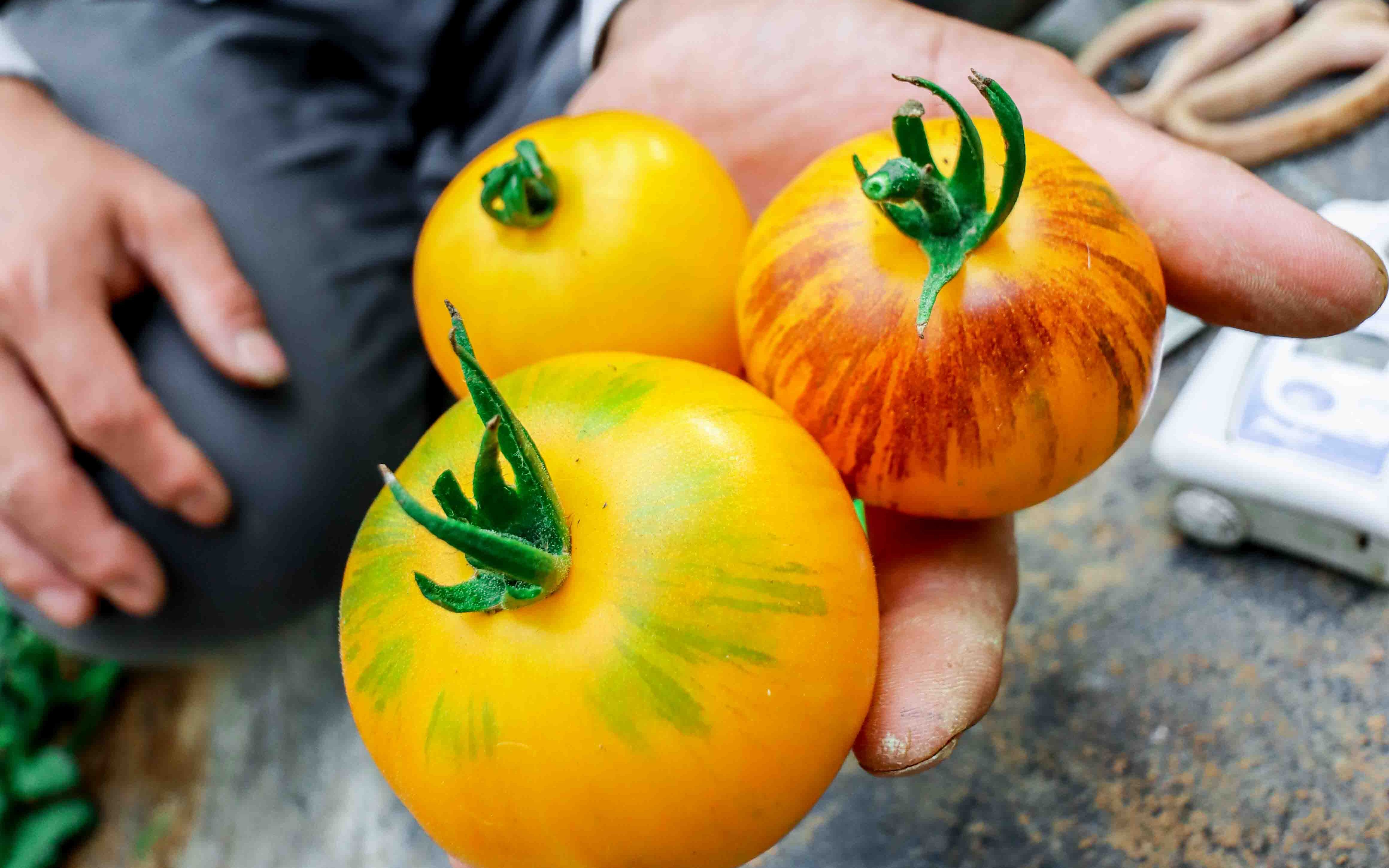 昔日条纹番茄,产量超高,鲜味突出,更适合做菜!