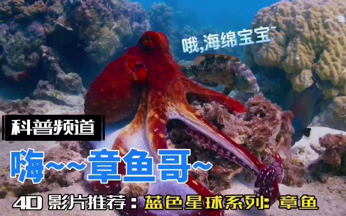 [图]【蓝色星球2】章鱼哥来袭~