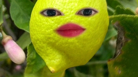 活动  浅试 柠檬头特效 哈哈哈