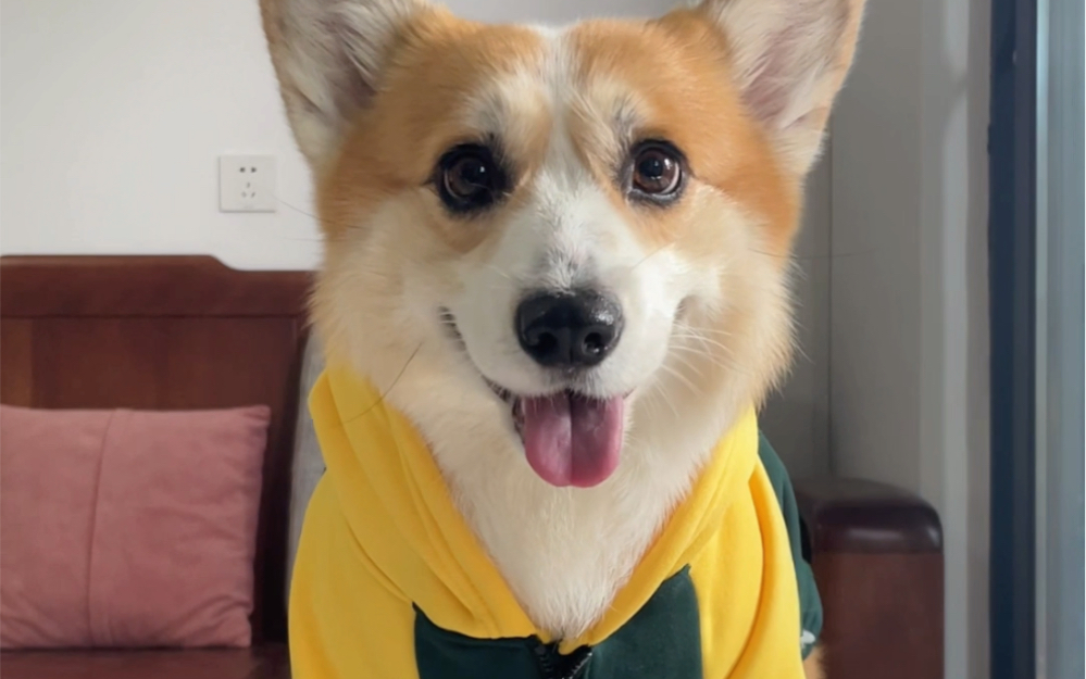 狗子穿帽衫感觉特别潮酷帅气