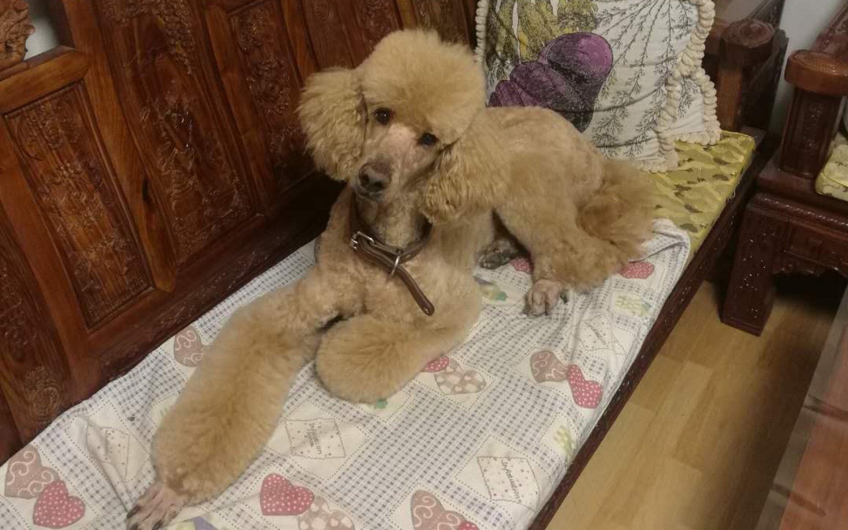 巨型贵宾犬皮出天际的巨贵被美容小姐姐拽着胡子驯服