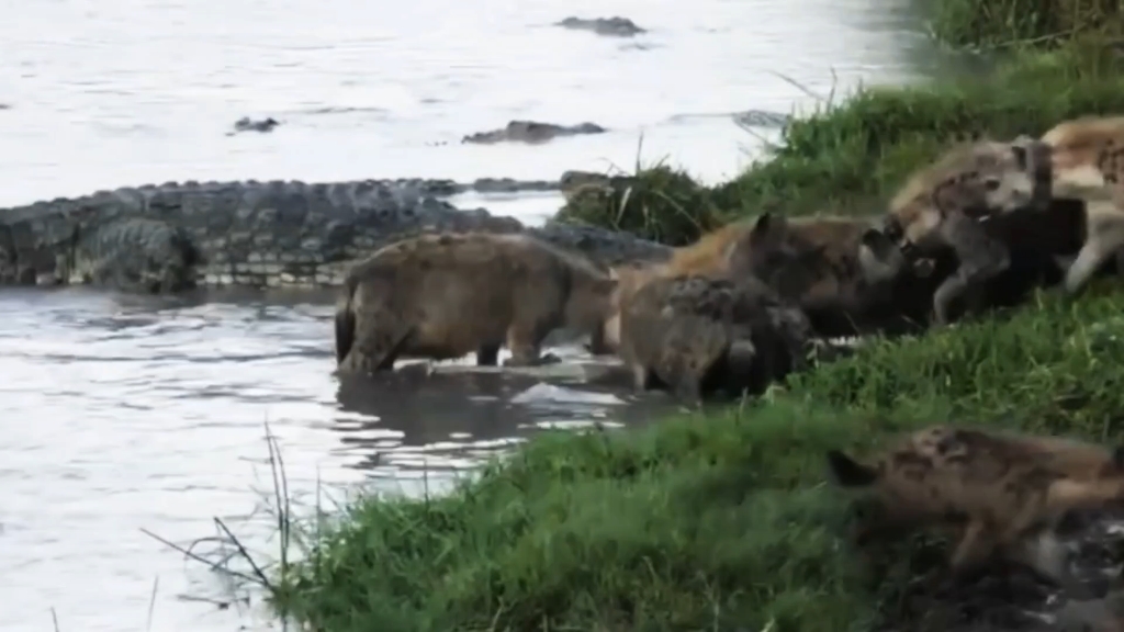 鳄鱼鬣狗抢食吃!