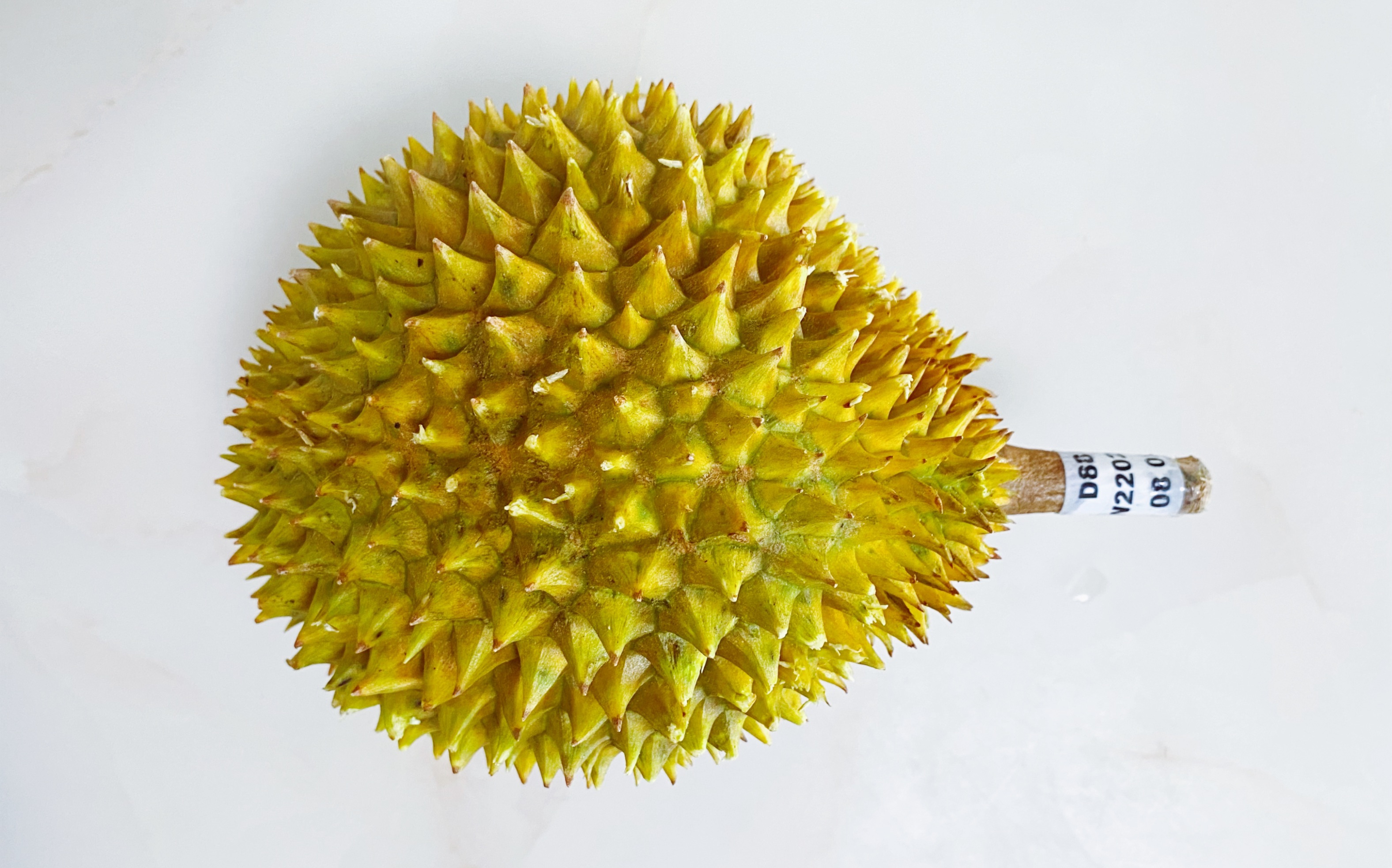 91 | 橙肉/小甜甜d88 ]开一粒d88橙肉榴莲,和2022年说88喽