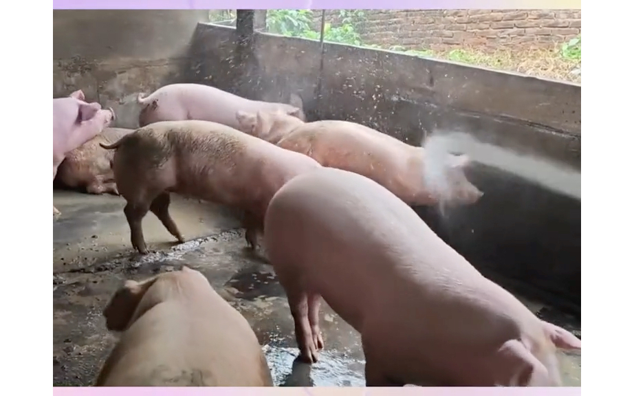 【超解压视频】看看猪怎么洗澡
