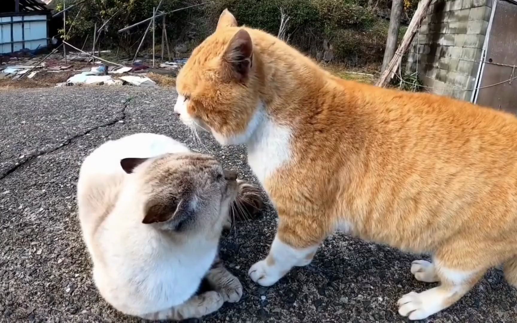 猫界吵架名场面,你觉得哪两只最搞笑?