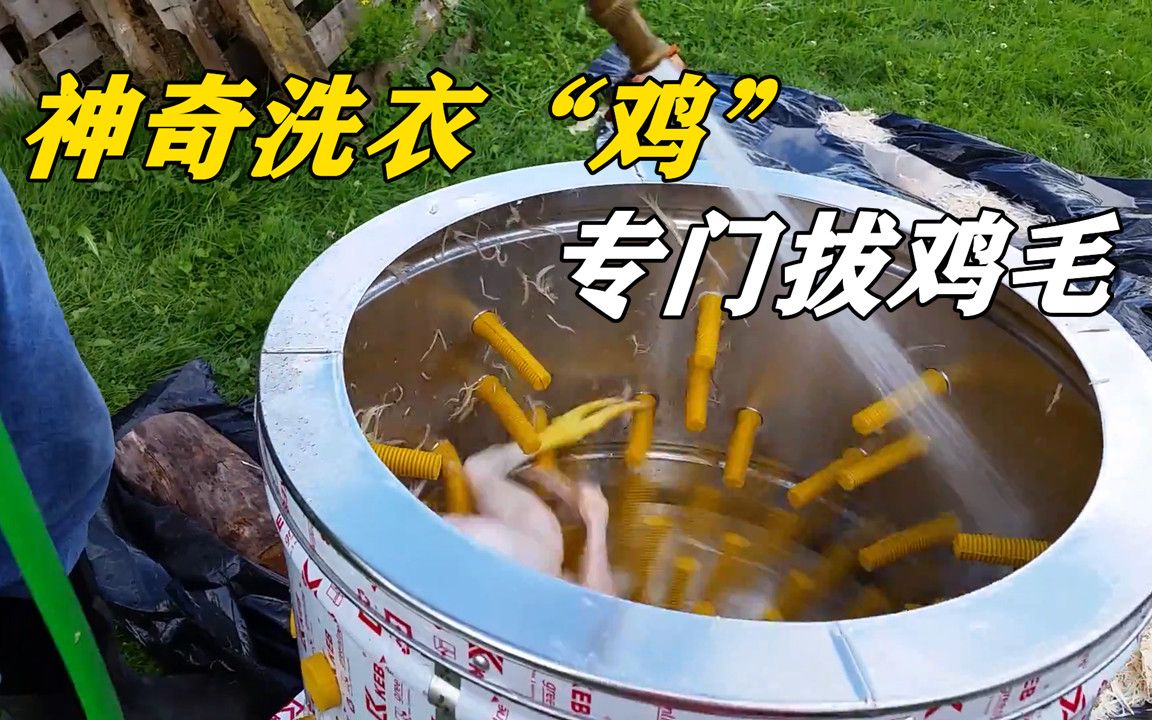 神奇的拔毛滚筒,把鸡放进去就能快速褪毛,怎么做到的?