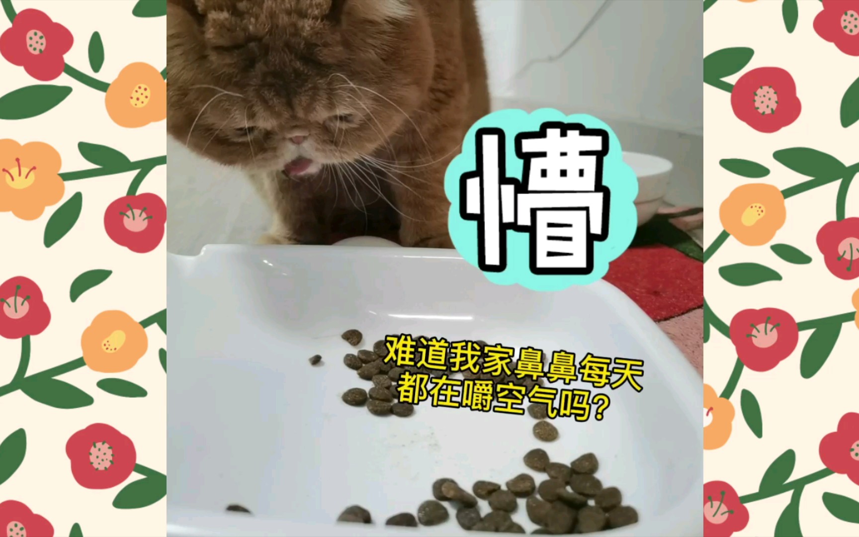 猫咪吃饭为什么会漏嘴看全球智商排名最低的猫如何美味空气