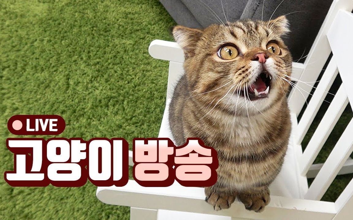 【creamheroes-7只猫和人类】猫咪们的直播日常 2017.11.