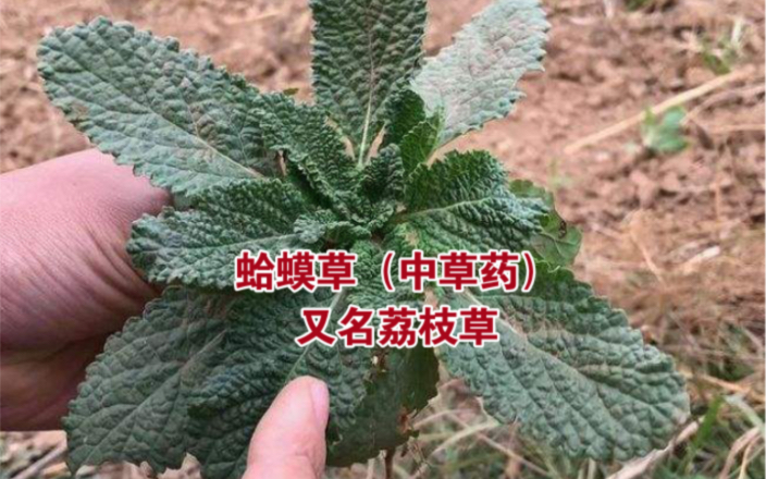 冬天鲜嫩的植物:蛤蟆草,也是味中草药,因其皱皮长相不好看 冬天鲜嫩的植物:蛤蟆草,也是味中草药,因其皱皮长相不好看