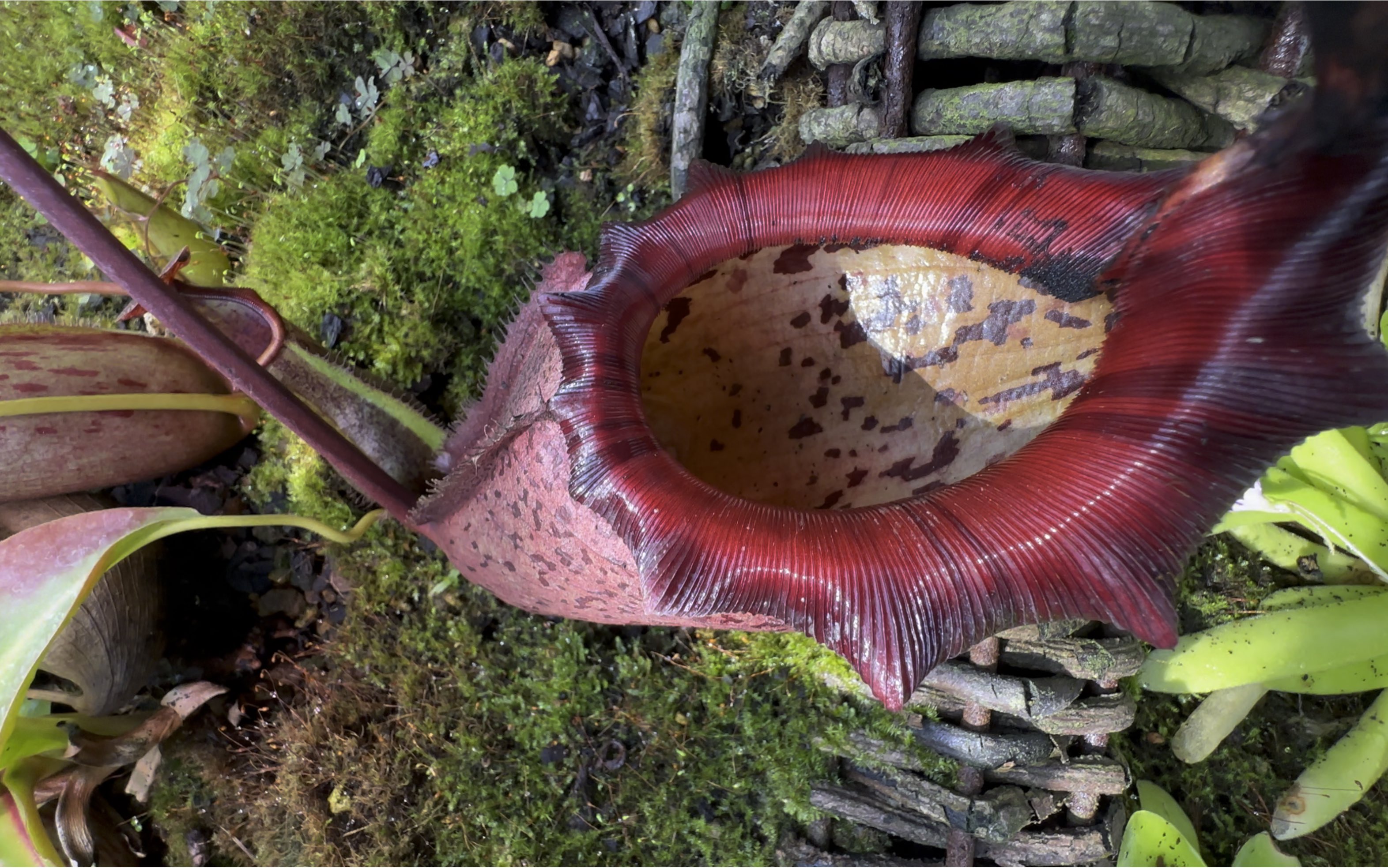 辰山植物园食虫植物温室