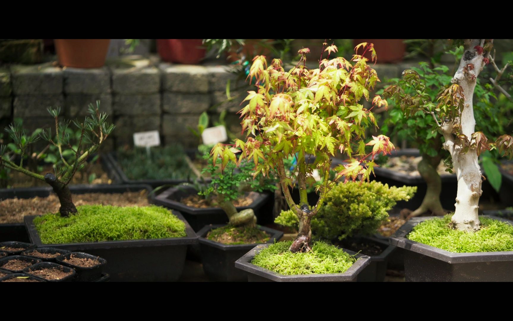 日本枫树"橙之梦"上盆第四天