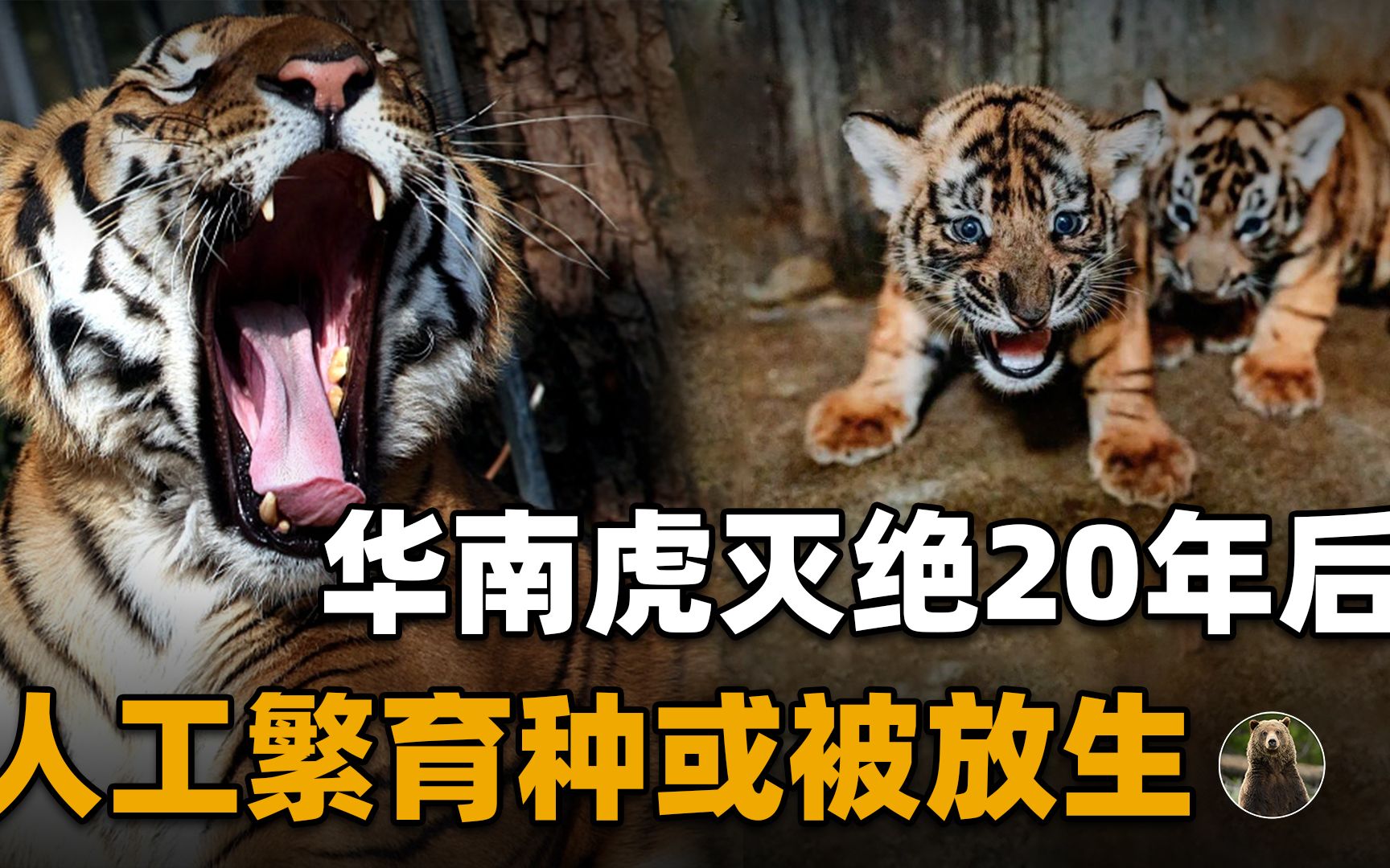 两只华南虎已能野外捕食,广东计划“放虎归山”,就不怕伤人?哔哩哔哩bilibili