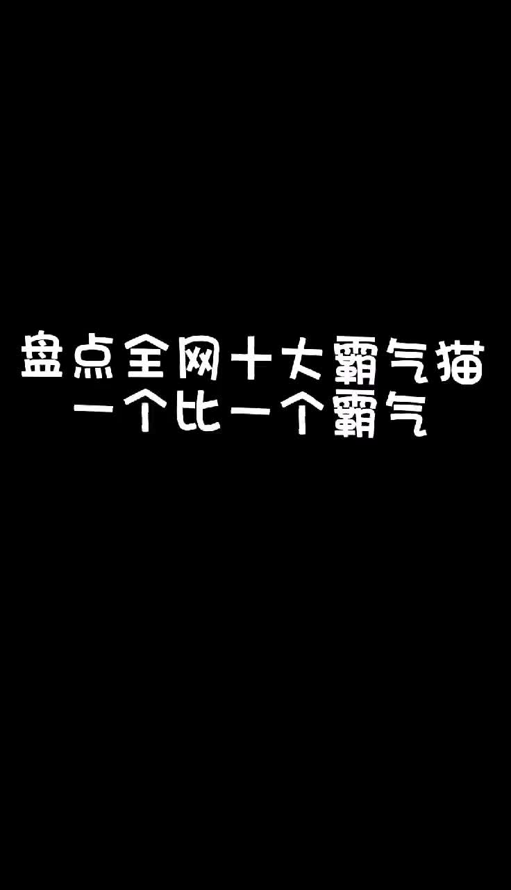 盘点全网十大霸气猫,一个比一个霸气哔哩哔哩bilibili