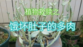 好电工 废旧锅盖打造多肉盆景 哔哩哔哩 つロ干杯 Bilibili 好电工 废旧锅盖打造多肉盆景 哔哩哔哩 つロ干杯 Bilibili